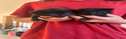 Mixed Breed cats for sale: Beautiful friendly kittens - Advert 3