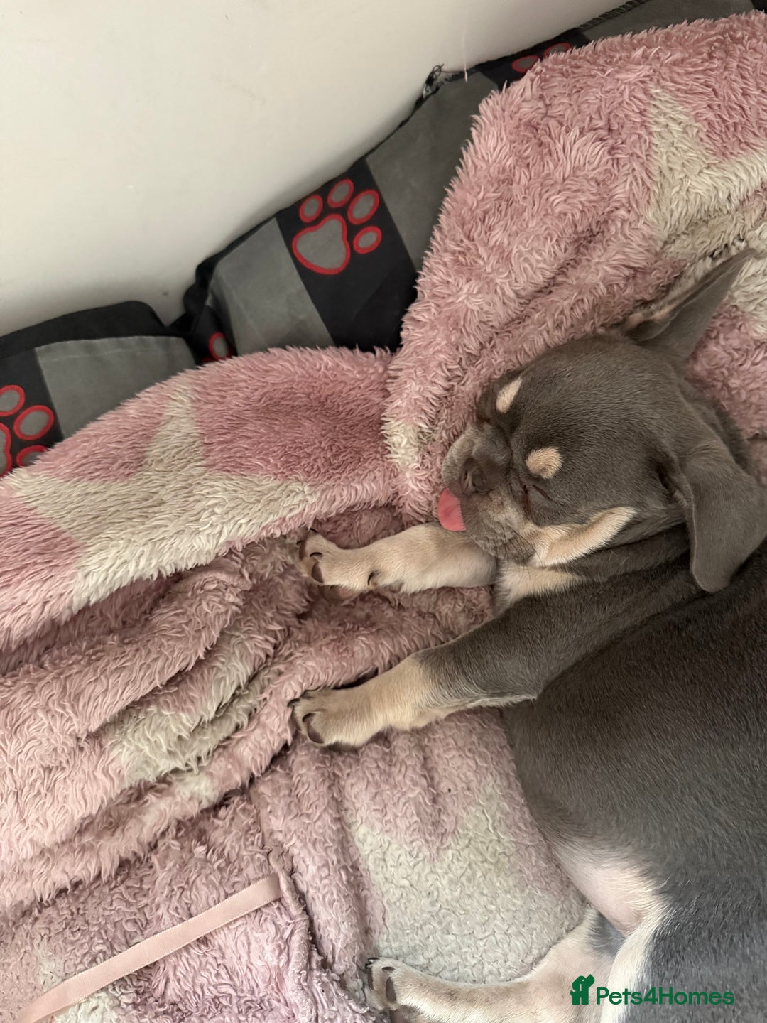 French Bulldog dogs for sale: French bulldog  - Image 3