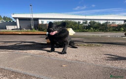 German Shepherd dogs for sale: Working line German shepherd puppies  - Image 1