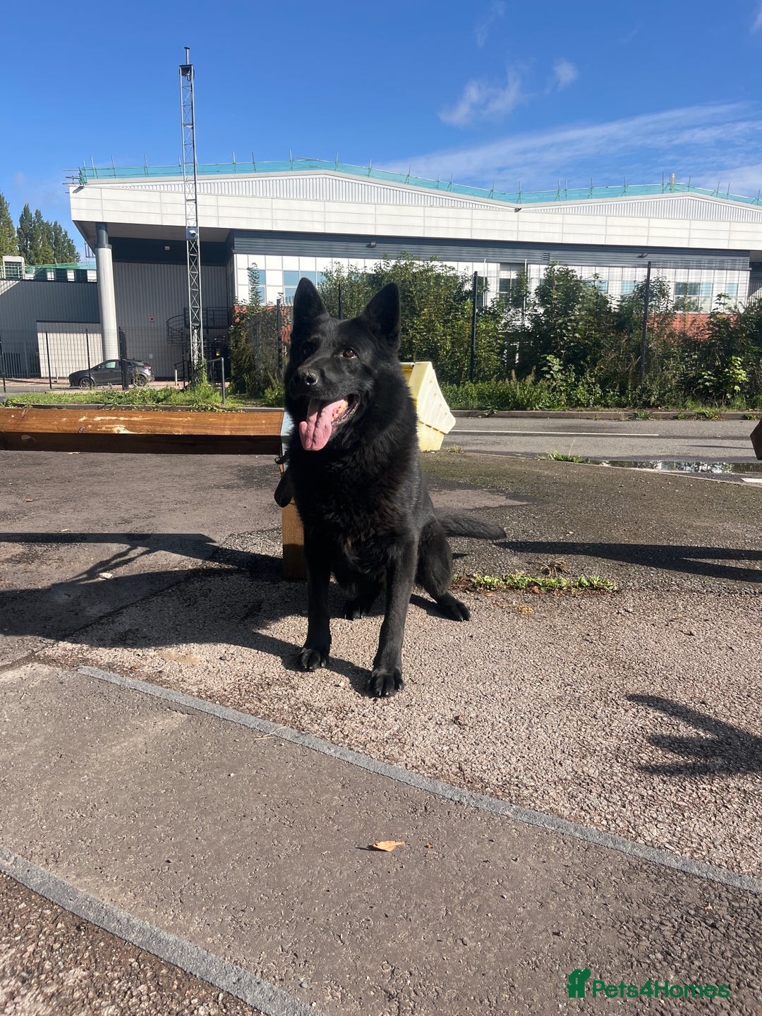 German Shepherd dogs for sale: Working line German shepherd puppies  - Image 1