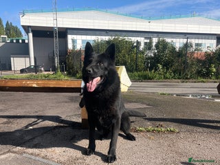 German Shepherd dogs - Advert 34