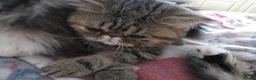 Exotic cats for sale:  Beautiful Exotic female kittens Ready now - Advert 16