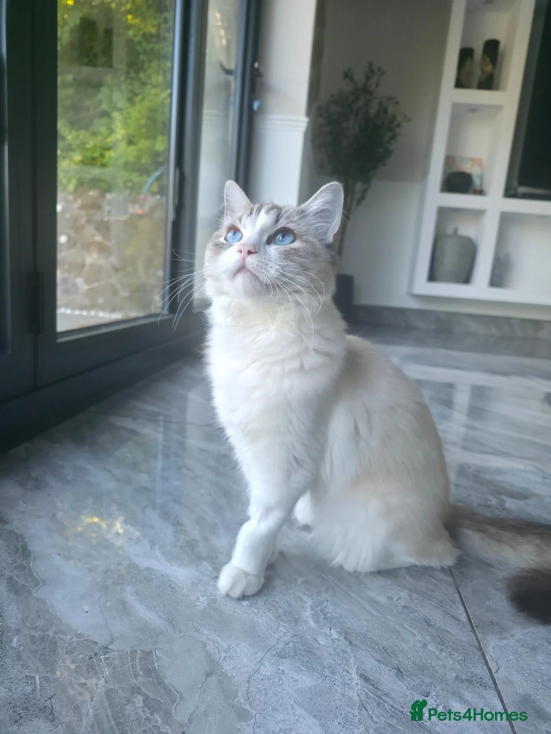 Ragdoll cats for sale: 🐾 Beautiful 7-Month-Old Ragdoll Cat for  Sale 🐾 in Luton - Advert 2