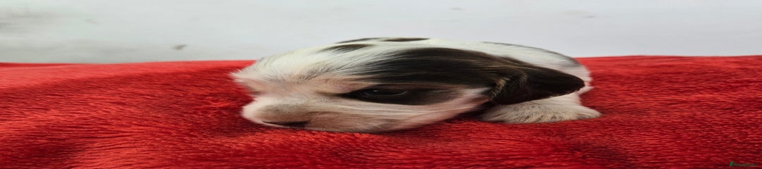 Cocker Spaniel Puppy 3