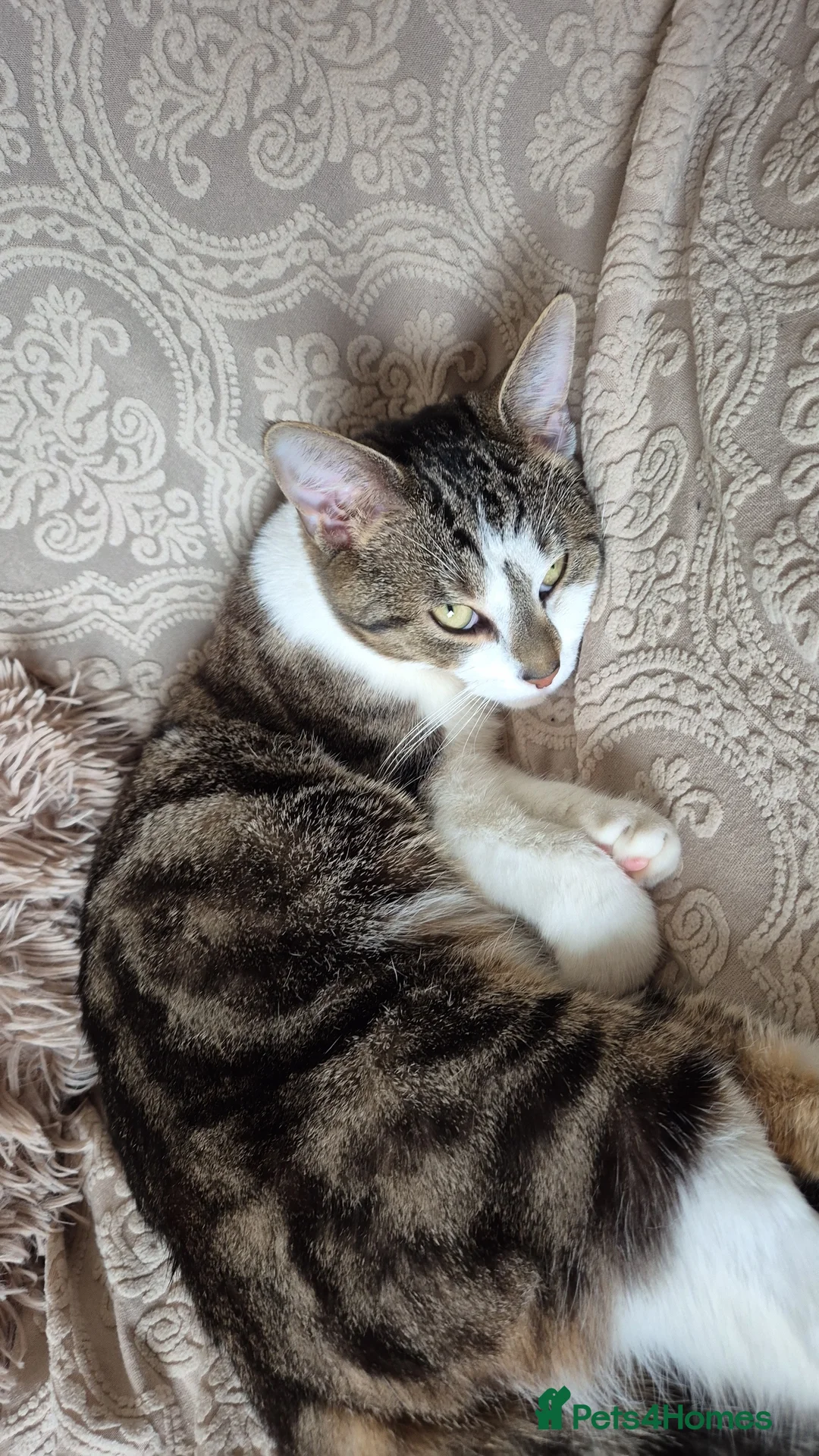 Tibetan cats for sale: Beautiful male cat - Advert 3