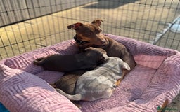 Jack Russell dogs for sale: Gorgeous miniature Jack Russell puppies  - Image 2