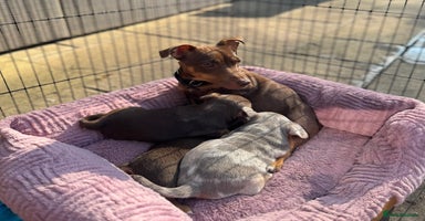 Jack Russell dogs - Advert 3