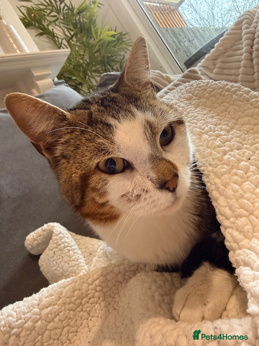 American Wirehair cats for sale: 1 year old American Wirehair  - Advert 3