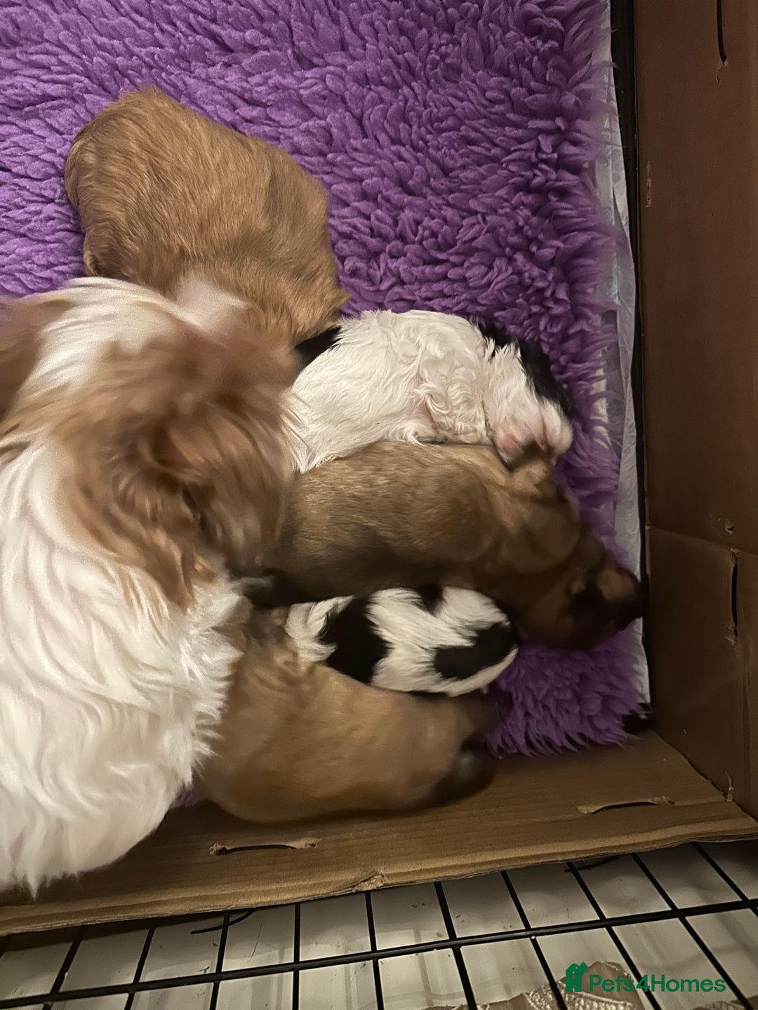 Mixed Breed dogs for sale: Shih-tzu x Pomeranian puppies for sale - Image 7