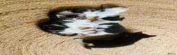 Mixed Breed cats for sale: Kittens has been finished their nursery  - Advert 12