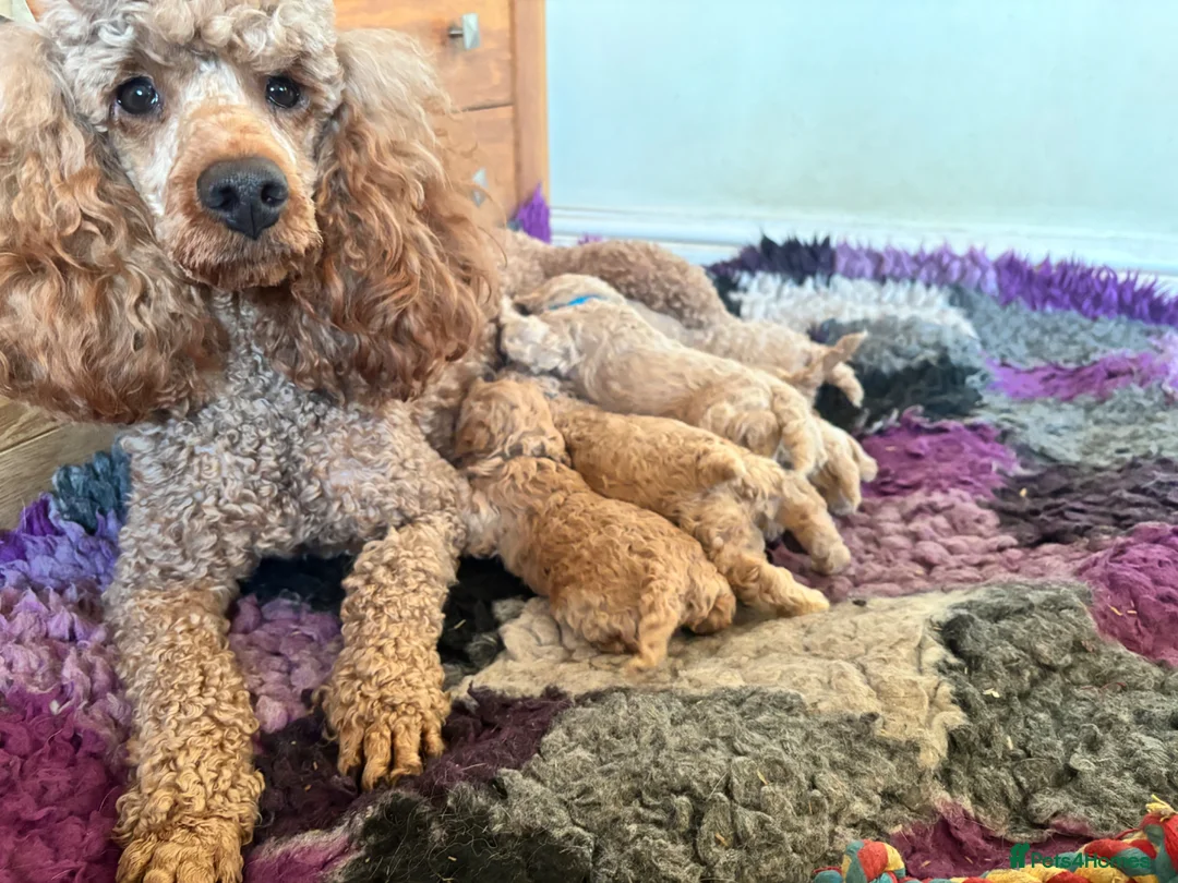 Poochon dogs for sale: Stunning health tested Poochon puppies - Advert 2