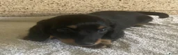 Miniature Dachshund dogs for sale: Adorable Miniature Dachshund Puppies  in Manchester - Advert 5