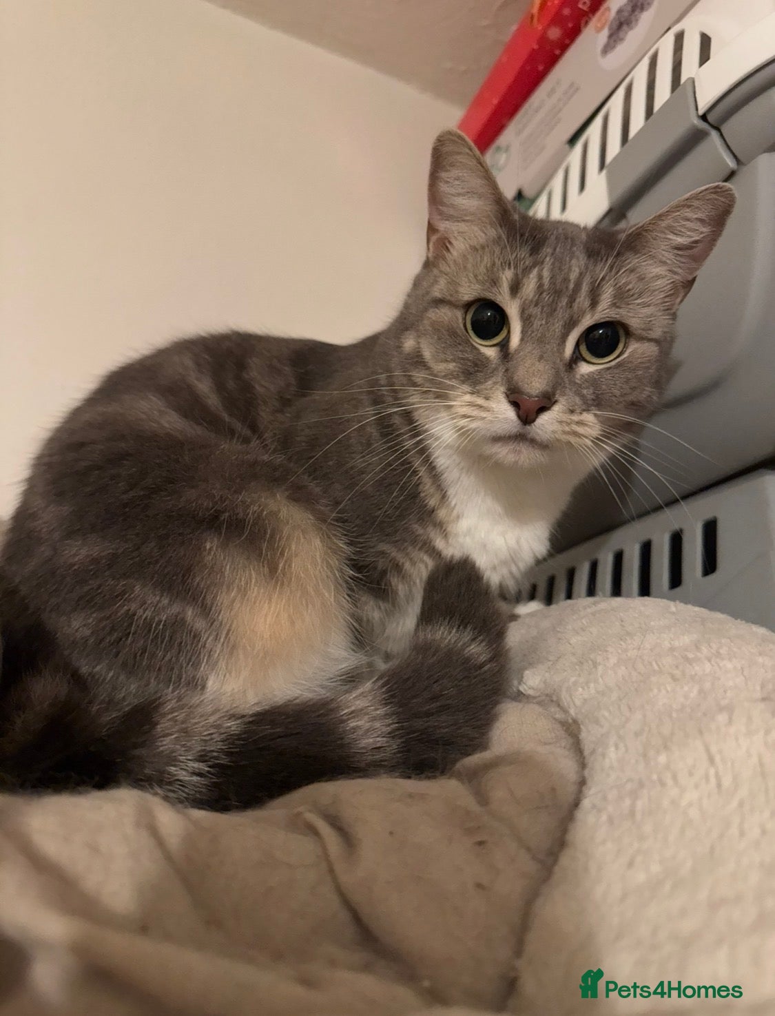 Mixed Breed cats Grey beautiful cat - Advert 4