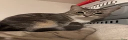 Mixed Breed cats for sale: Grey beautiful cat - Advert 1