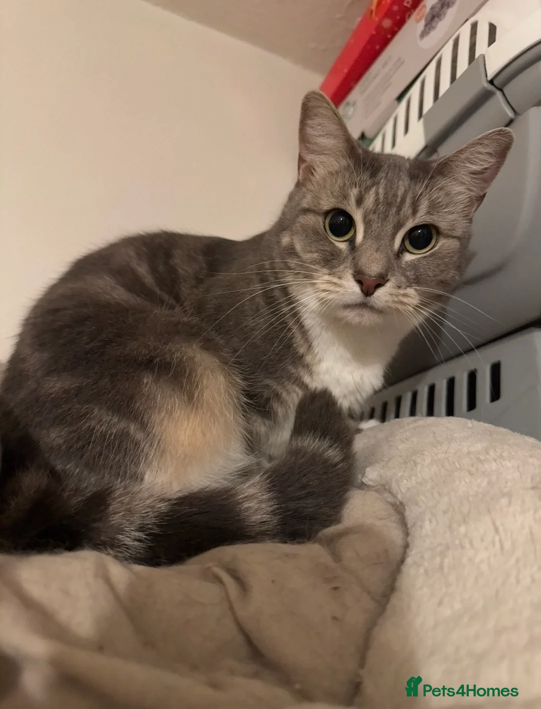 Mixed Breed cats for sale: Grey beautiful cat - Advert 1