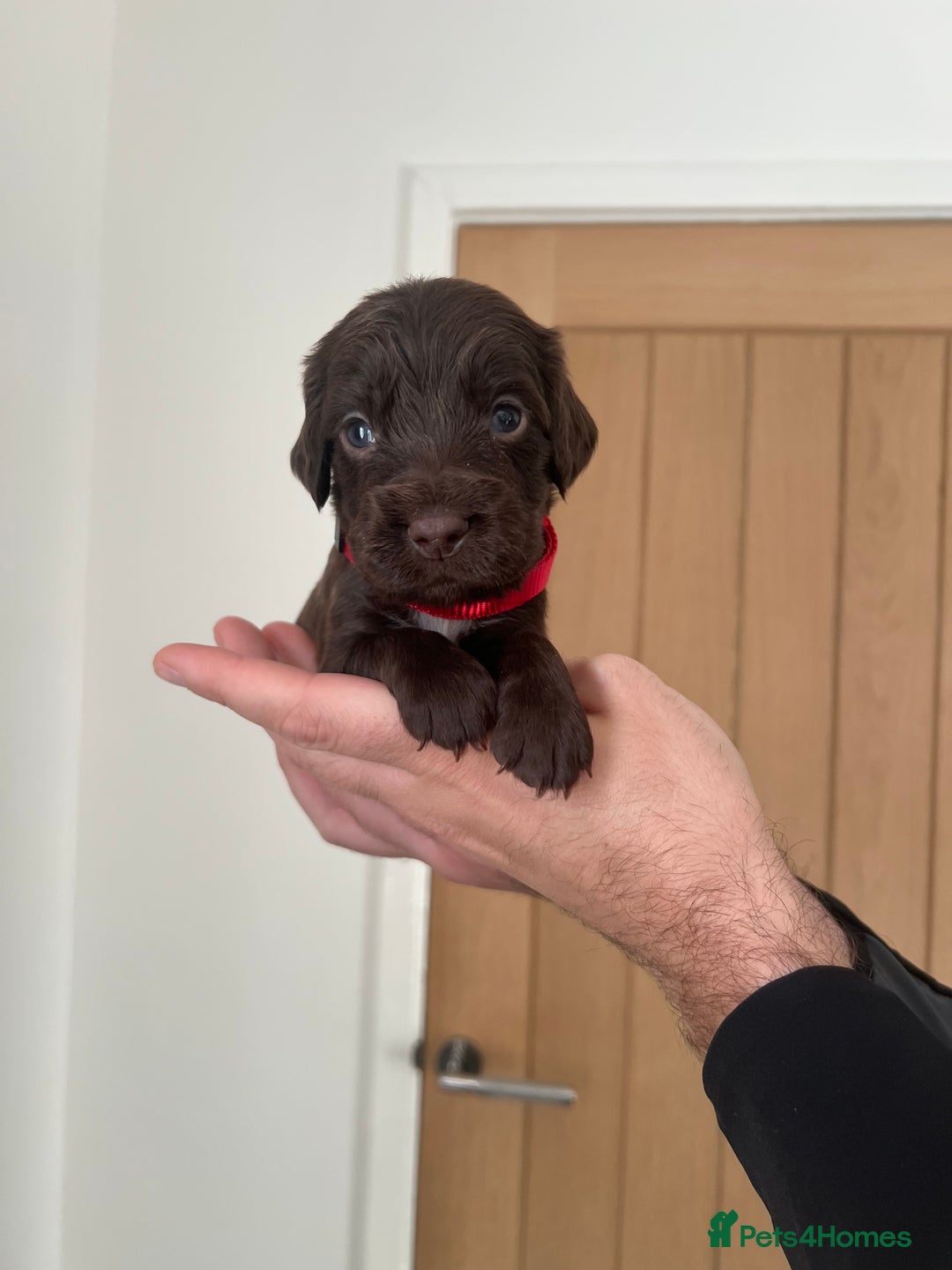 Cocker Spaniel dogs for sale: Working cocker spaniels - Image 3