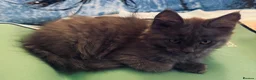 Maine Coon cats for sale: Large female Maine Coon kittens  - Advert 10