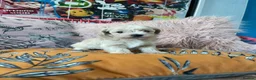 Maltipoo dogs for sale: Toy Maltipoos  - Advert 4