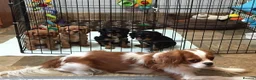 Cavalier King Charles Spaniel dogs for sale: Cavalier Spaniel puppies, puppies for sale in Swansea - Advert 1