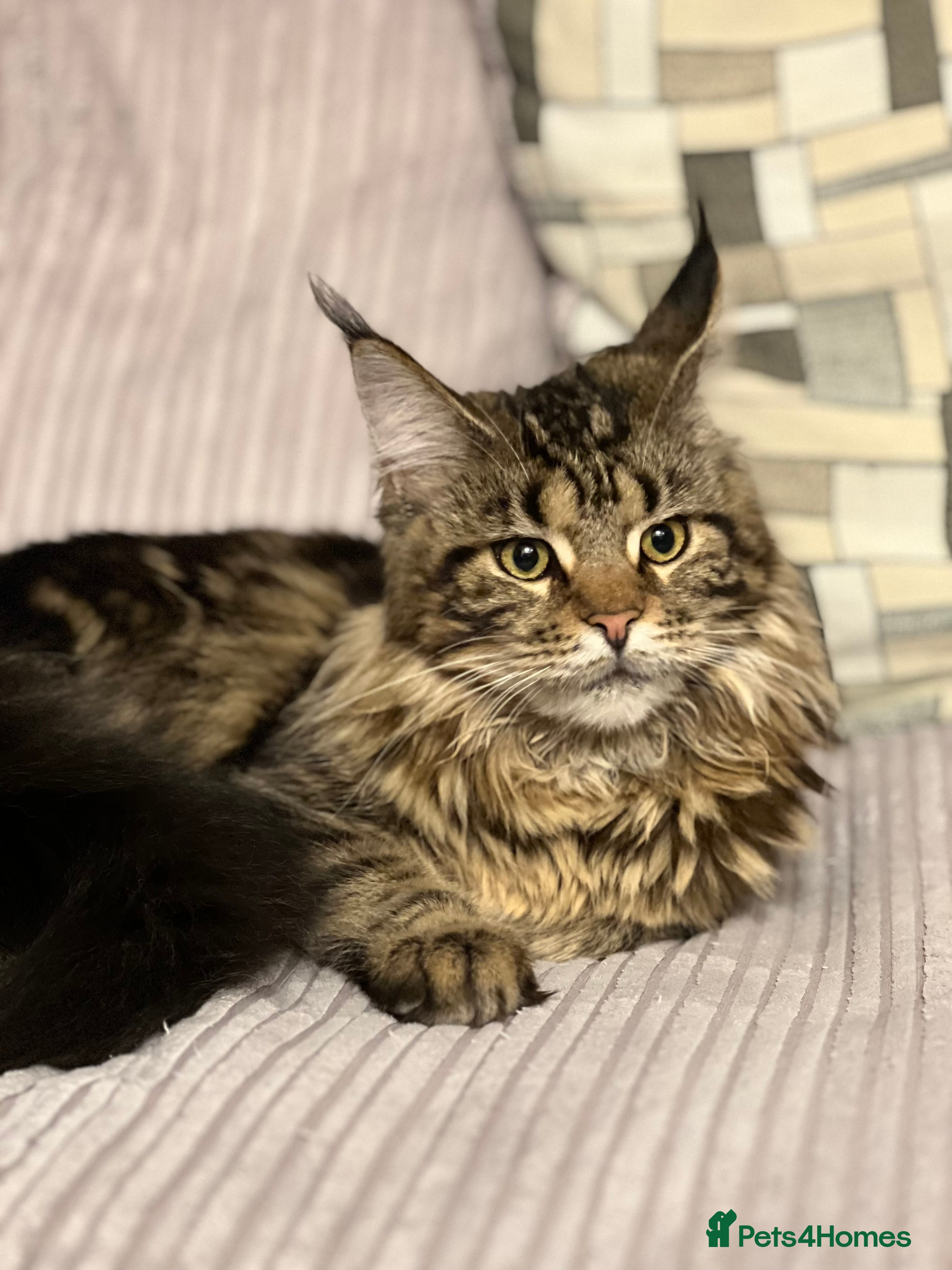 Maine Coon cats Adorable pedigree Maine coon kittens - Advert 5