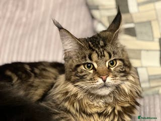 Maine Coon cats Adorable pedigree Maine coon kittens - Advert 3