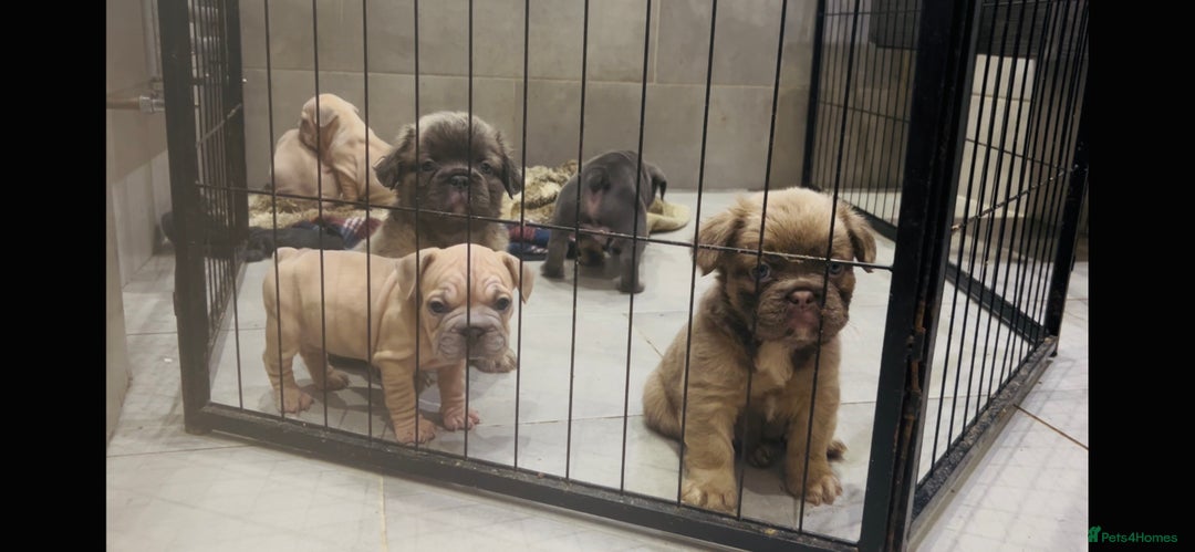 French Bulldog dogs for sale: French bulldog pink velvet fluffy  - Advert 2