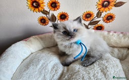 Ragdoll cats for sale: Registered male Ragdoll kittens  - Image 26