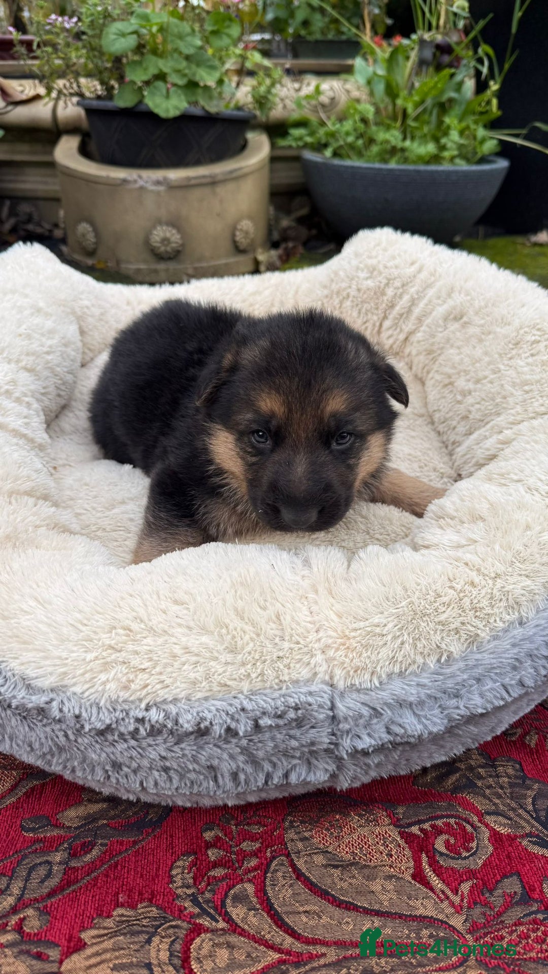German Shepherd dogs for sale: German Shepherd puppy for sale - Image 4