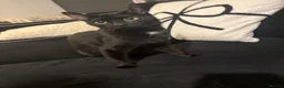 Mixed Breed cats for sale: Female cat - Advert 5