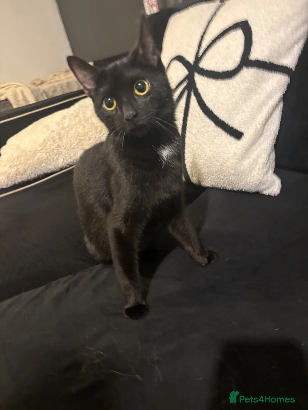 Mixed Breed cats for sale: Female cat - Advert 5