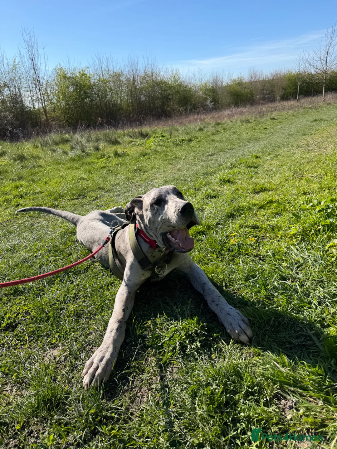 Great Dane dogs for sale: Merlin 8 month old Great Dane puppy - male  - Advert 11