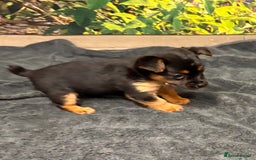 Jack Russell dogs for sale: Beautiful Miniature Jack Russel puppy  - Image 3