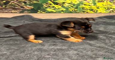 Jack Russell dogs - Advert 4