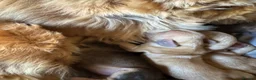 Cockapoo dogs for sale: DNA Tested F1 Miniature Cockapoo Puppies  - Advert 3