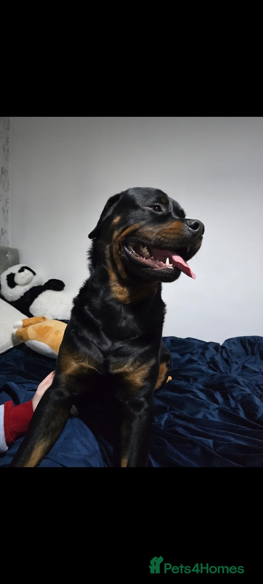 Rottweiler dogs Stunning Kc reg rottweiler puppies  - Advert 2