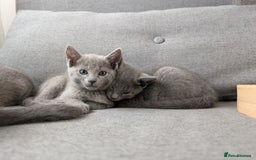 Russian Blue cats for sale: Russian blue babies looking for FOREVER homes - Image 38