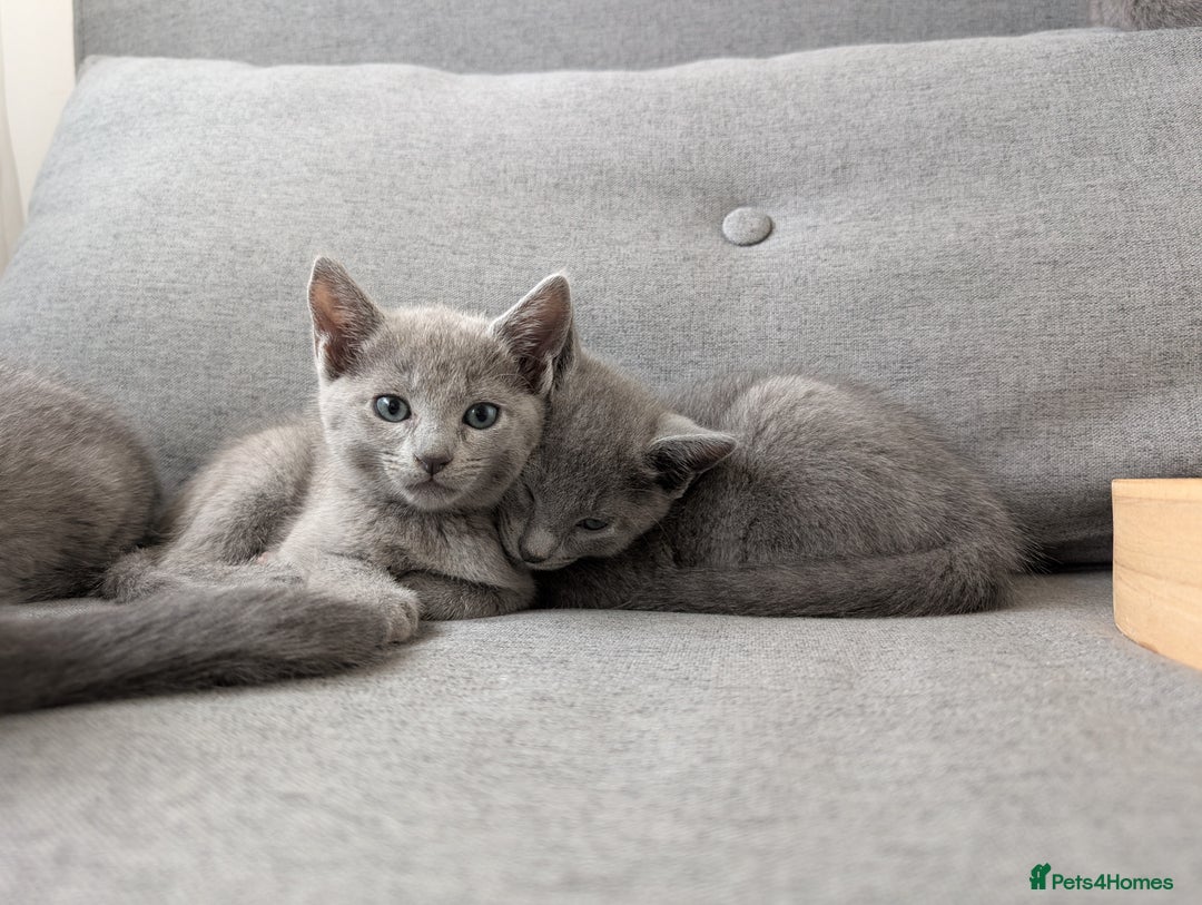 Russian Blue cats for sale: Russian blue babies looking for FOREVER homes - Image 38