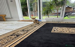 Abyssinian cats for sale: MILO FOR SALE - Image 3