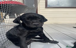 Mixed Breed dogs for sale: Rottweiler/vizsla - Image 30
