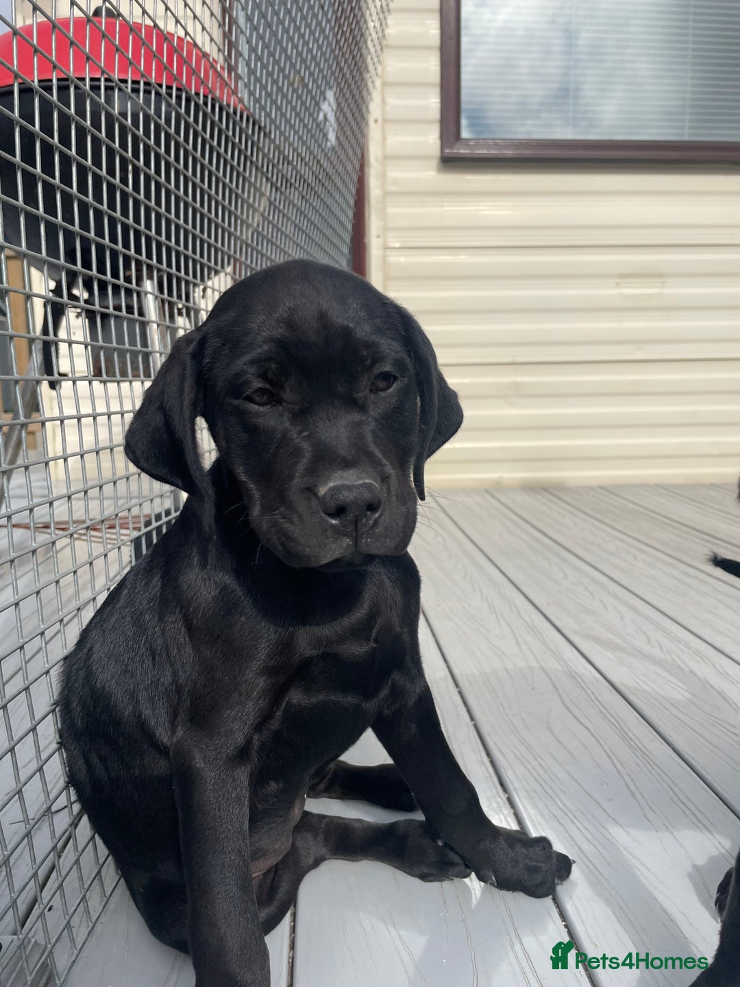 Mixed Breed dogs for sale: Rottweiler/vizsla - Image 30