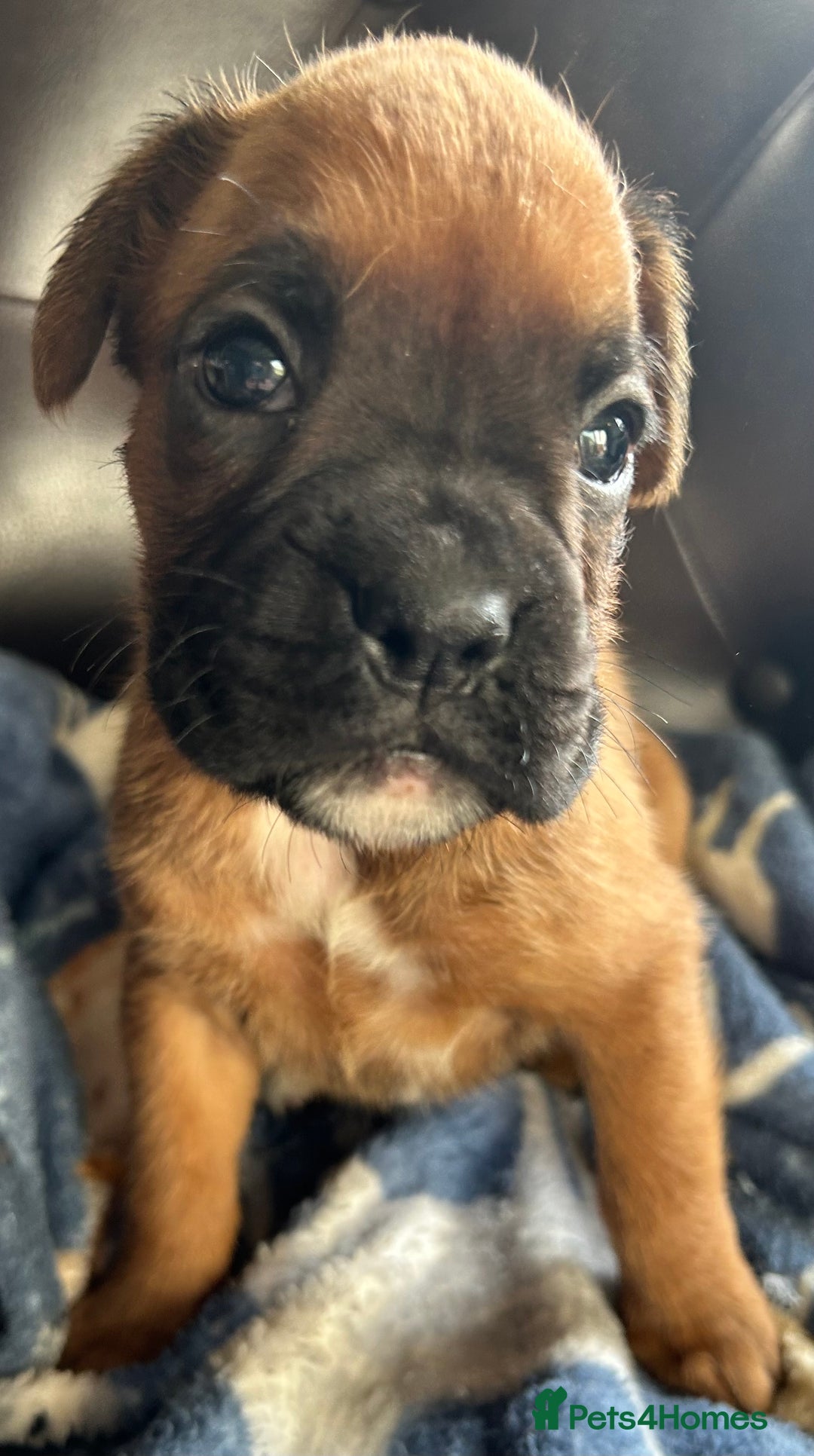 Boxer dogs for sale: 5 STAR LICENSE BREDDER   22 years experience  - Image 13