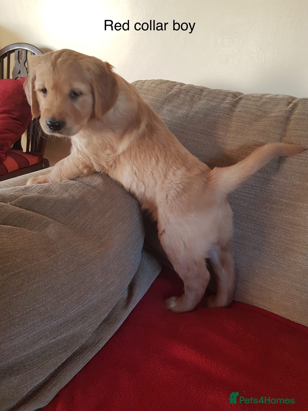 Golden Retriever dogs for sale: Beautiful KC Registered Golden Retriever Puppies  - Image 13