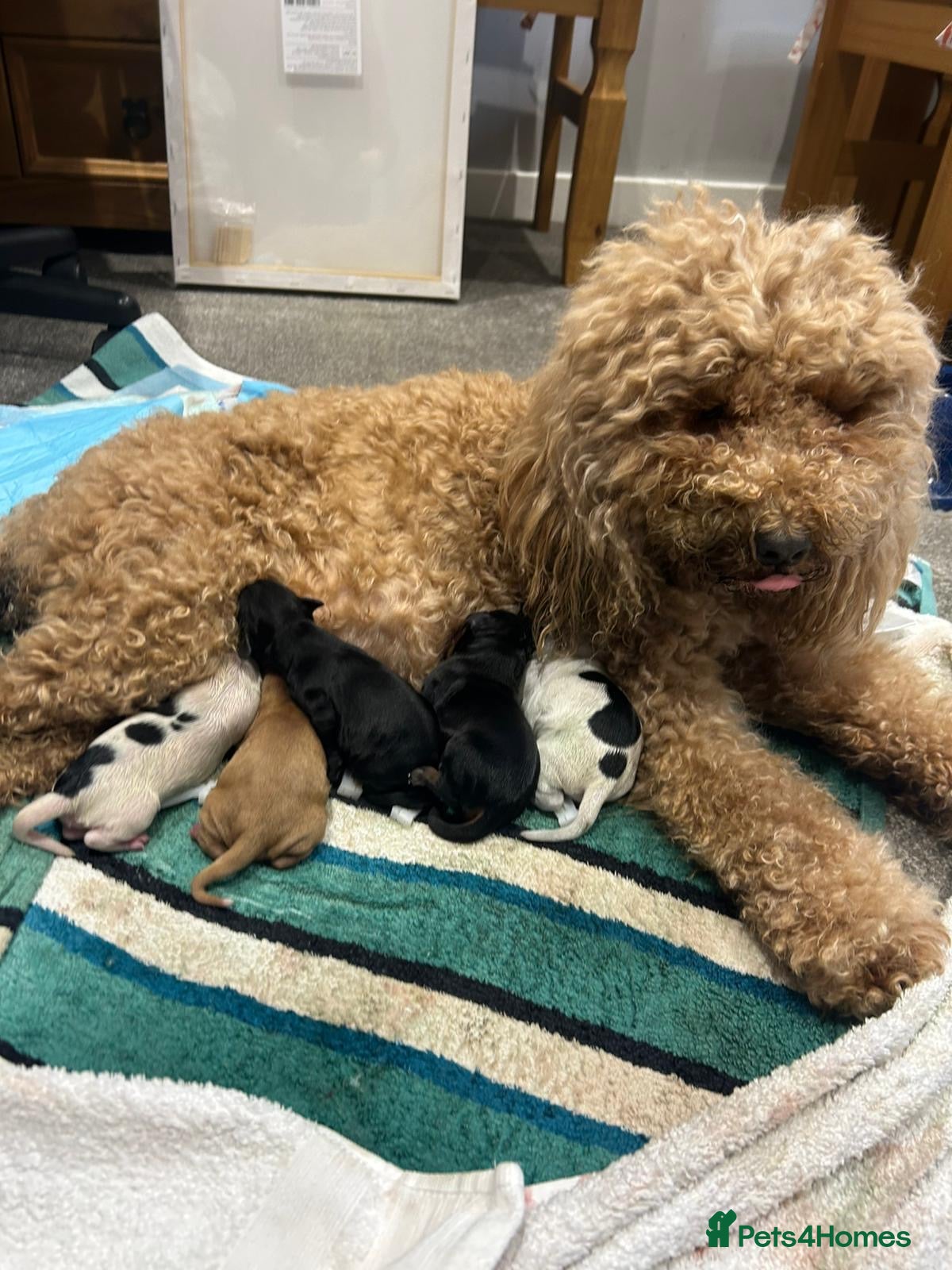 Cockapoo dogs F1B Cockerpoo Puppies - Advert 15