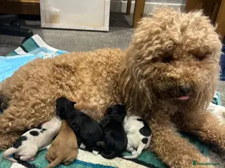 Cockapoo dogs F1B Cockerpoo Puppies - Advert 15