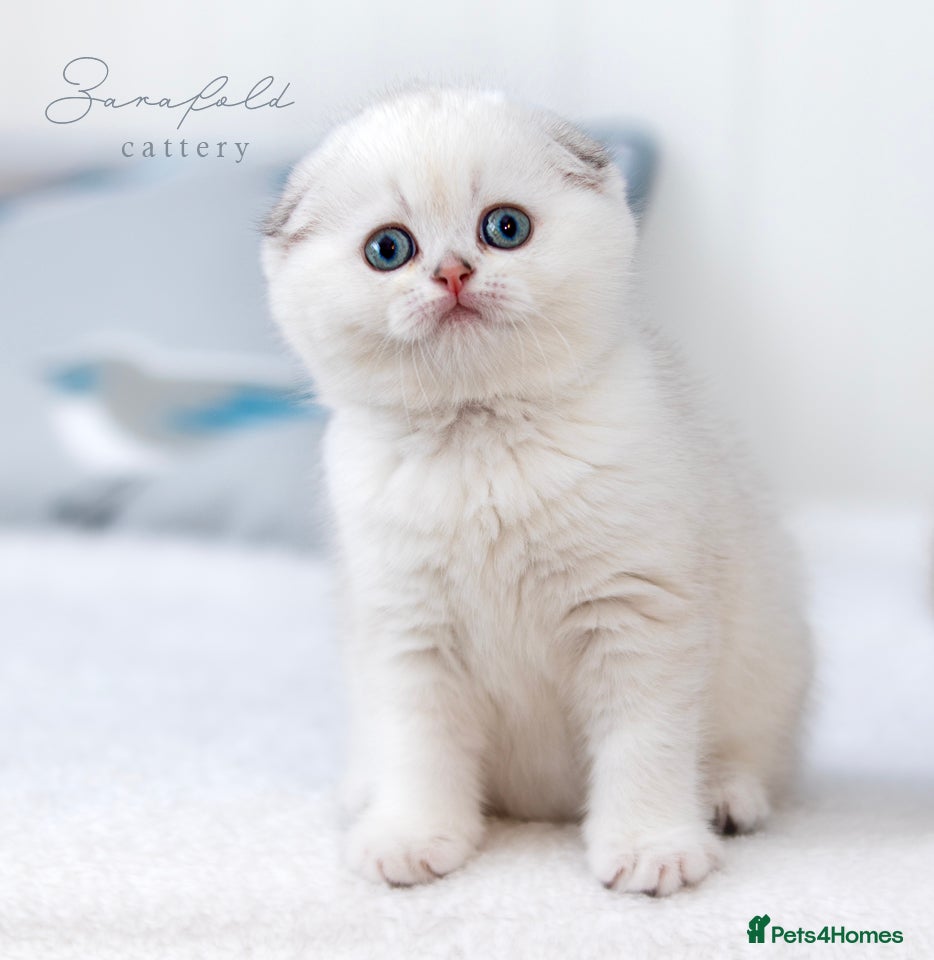 Scottish Fold cats 💙 Ulaya Ready to Move to Her New Home - Advert 9