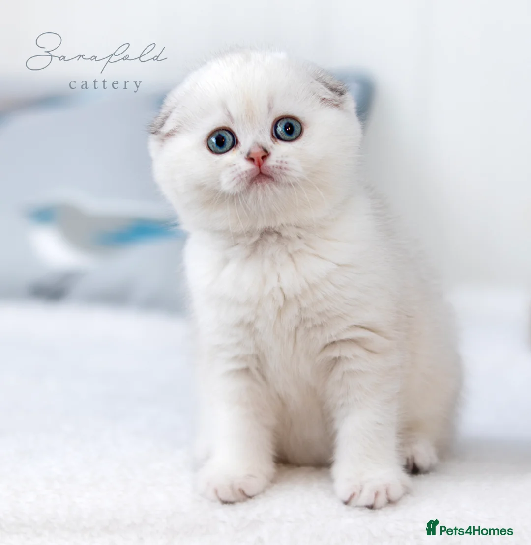 Scottish Fold cats for sale: 💙 Ulaya Ready to Move to Her New Home - Advert 1