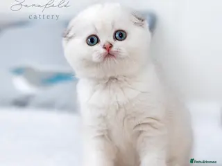 Scottish Fold cats 💙 Ulaya Ready to Move to Her New Home - Advert 9