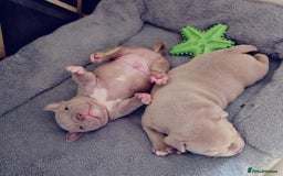 American Bully dogs for sale: Beautiful pocket bullys - Image 2