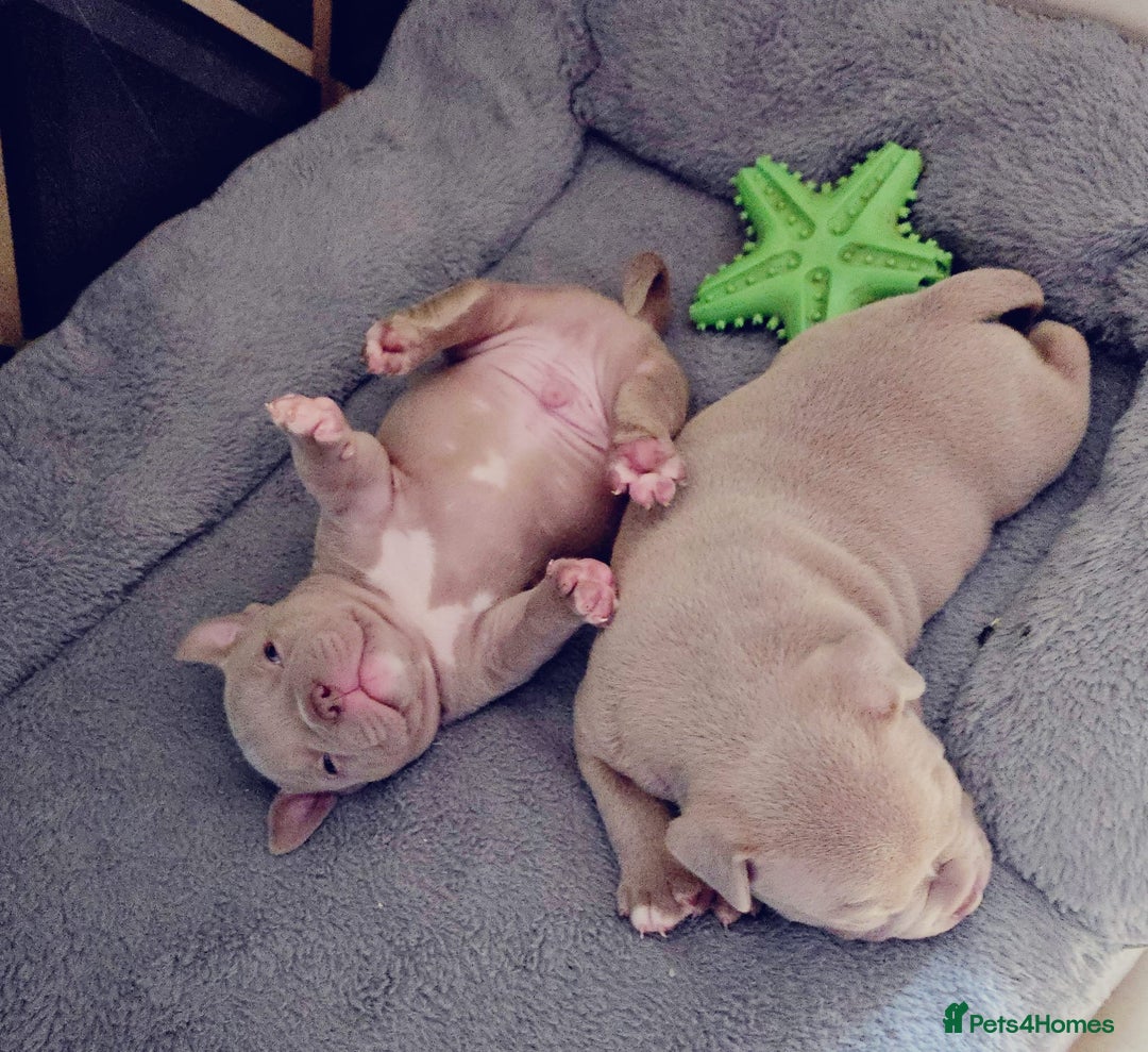 American Bully dogs for sale: Beautiful pocket bullys - Image 2