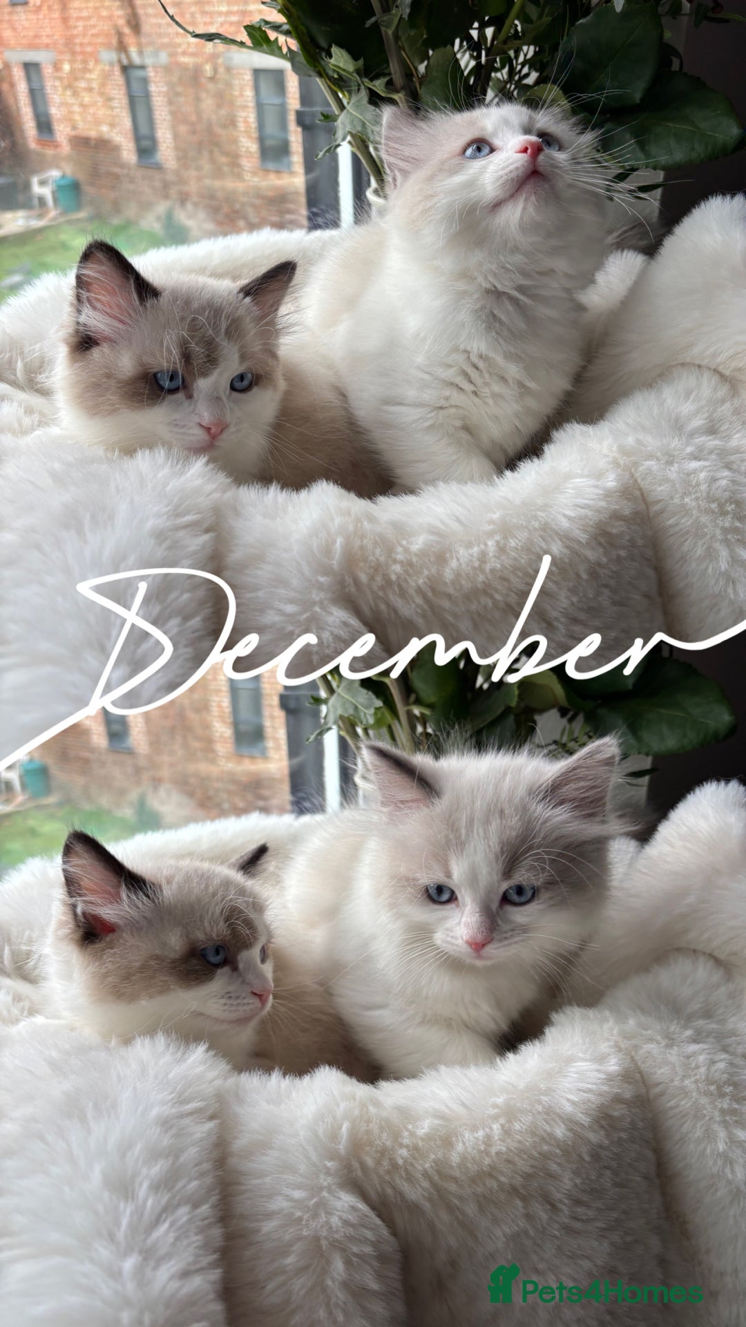 Ragdoll cats for sale: Beautiful two GCCF kittens. Blue Bicolour Ragdolls - Advert 10